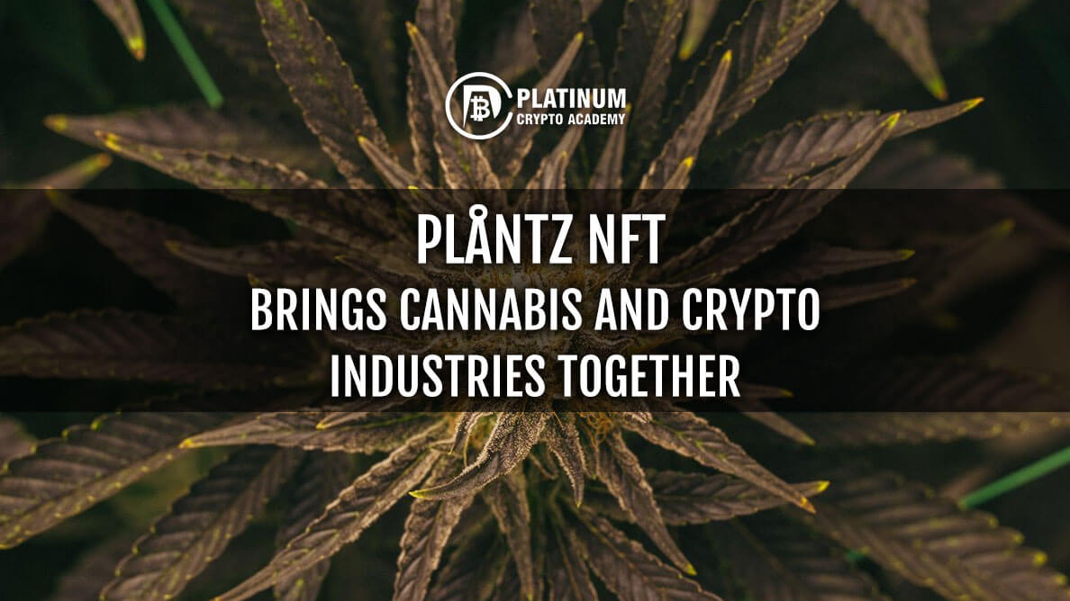 NFT-BRINGS-CANNABIS-AND-CRYPTO-INDUSTRIES-TOGETHER.jpg